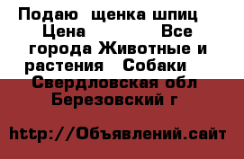 Подаю. щенка шпиц  › Цена ­ 27 000 - Все города Животные и растения » Собаки   . Свердловская обл.,Березовский г.